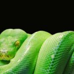 [Tips] Introducing a Method to Generate Python’s requirements.txt in a Single Line!